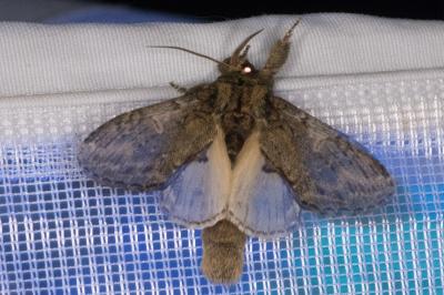 <i>Peridea anceps</i>