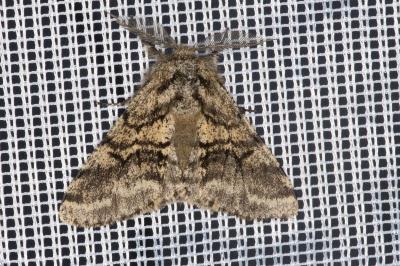 <i>Lycia hirtaria</i>