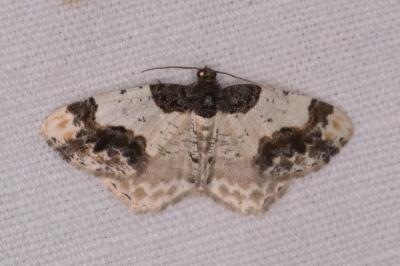 <i>Ligdia adustata</i>