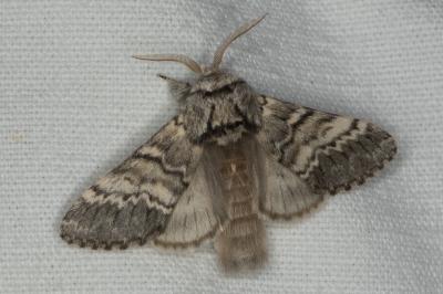 <i>Drymonia ruficornis</i>