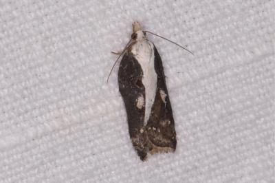 <i>Acleris cristana</i>