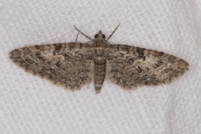 <i>Eupithecia dodoneata</i>