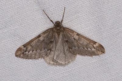 <i>Alsophila aescularia</i>