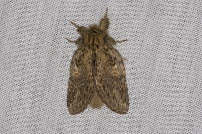 <i>Peridea anceps</i>