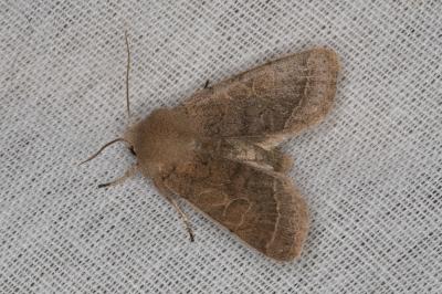 <i>Orthosia cerasi</i>