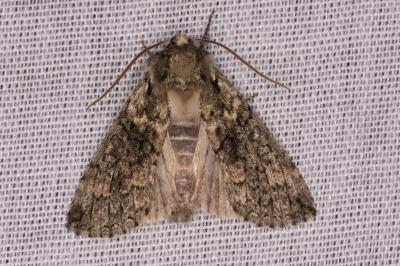 <i>Polyploca ridens</i>