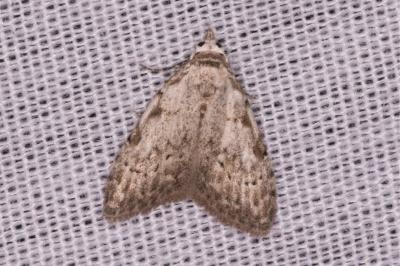 <i>Nola confusalis</i>