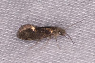 <i>Dyseriocrania subpurpurella</i>