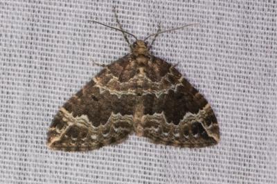 <i>Lampropteryx suffumata</i>