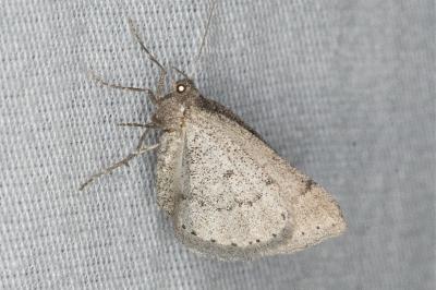 <i>Aleucis distinctata</i>