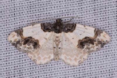 <i>Ligdia adustata</i>
