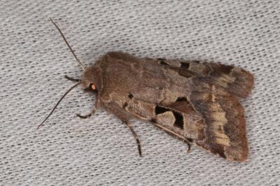 <i>Orthosia gothica</i>