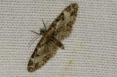 <i>Eupithecia irriguata</i>