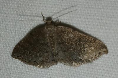 <i>Aleucis distinctata</i>