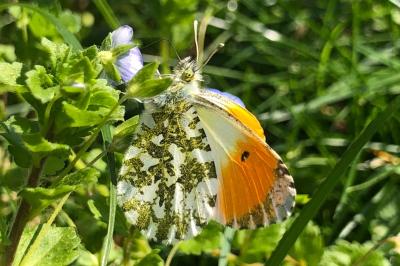 <i>Anthocharis cardamines</i>