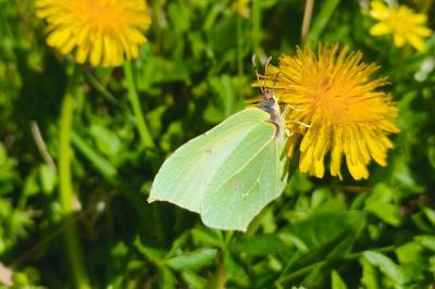 <i>Gonepteryx rhamni</i>