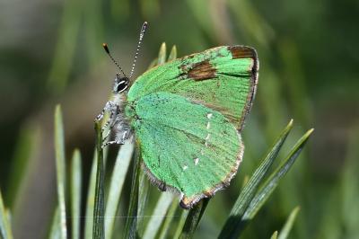 <i>Callophrys rubi</i>