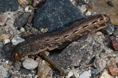 <i>Noctua pronuba</i>