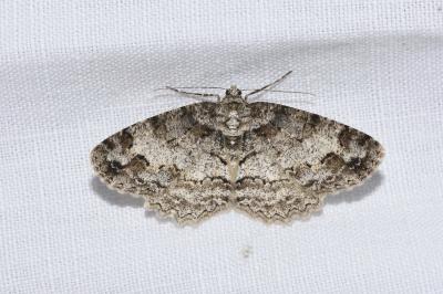 <i>Paradarisa consonaria</i>