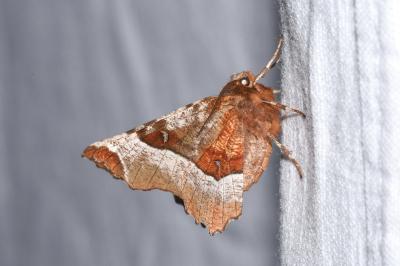 <i>Selenia tetralunaria</i>