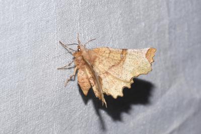<i>Selenia lunularia</i>