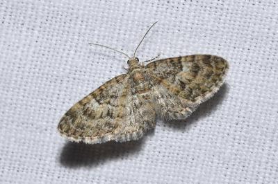 <i>Eupithecia dodoneata</i>