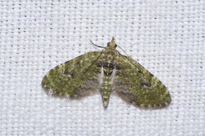 <i>Chloroclystis v-ata</i>