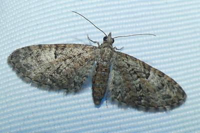 <i>Eupithecia abbreviata</i>
