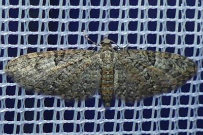 <i>Eupithecia abbreviata</i>