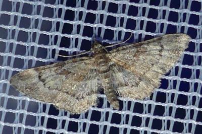 <i>Gymnoscelis rufifasciata</i>