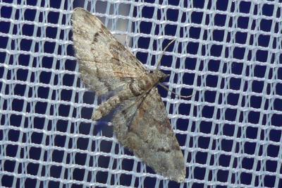 <i>Gymnoscelis rufifasciata</i>