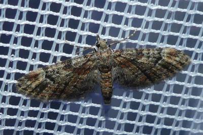 <i>Gymnoscelis rufifasciata</i>