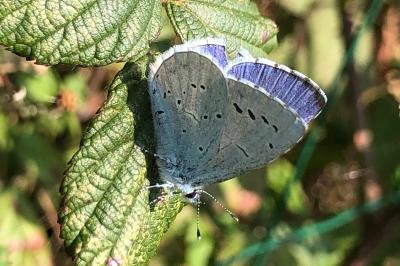 <i>Celastrina argiolus</i>
