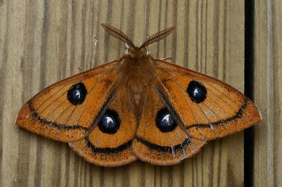 <i>Aglia tau</i>