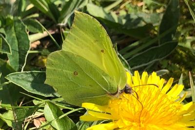 <i>Gonepteryx rhamni</i>