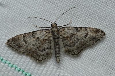 <i>Gymnoscelis rufifasciata</i>