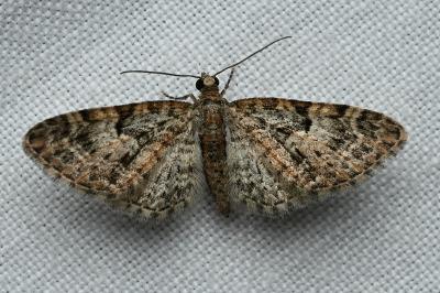 <i>Eupithecia dodoneata</i>