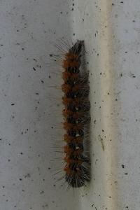 <i>Euplagia quadripunctaria</i>