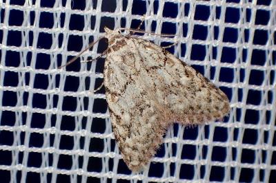 <i>Nola cicatricalis</i>