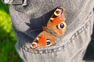 <i>Aglais io</i>