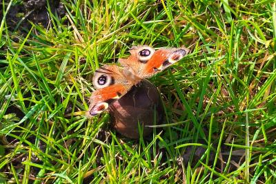 <i>Aglais io</i>