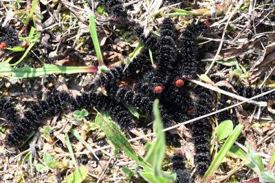 <i>Melitaea cinxia</i>
