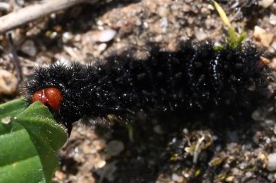 <i>Melitaea cinxia</i>