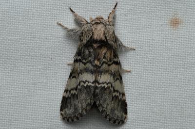 <i>Drymonia ruficornis</i>