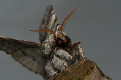 <i>Drymonia ruficornis</i>