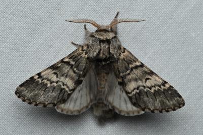 <i>Drymonia ruficornis</i>
