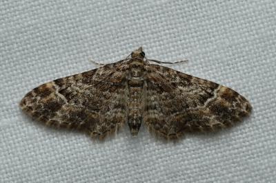 <i>Gymnoscelis rufifasciata</i>