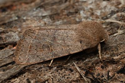 <i>Orthosia cerasi</i>