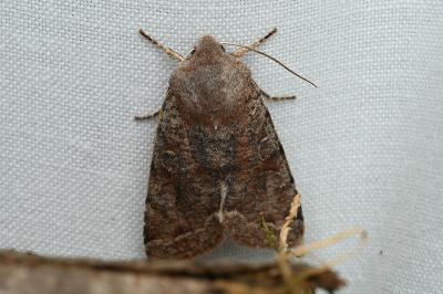 <i>Orthosia incerta</i>
