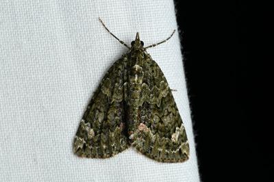 <i>Chloroclysta siterata</i>